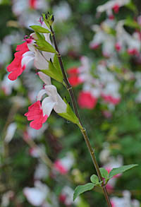 ホットリップス チェリーセージ Salvia Microphylla Hot Lips シソ科 Lamiaceae Labiatae アオギリ属 三河の植物観察