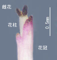 フキ雄花茎2の花柱