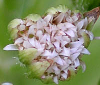 フキ雄花茎3の頭花
