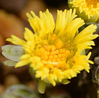 フキタンポポの花