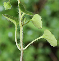 フラサバソウの茎と葉