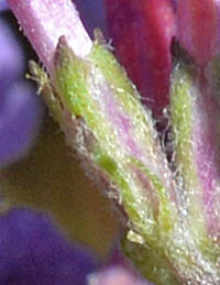 フサフジウツギの萼