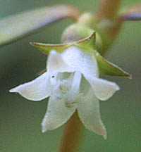 フタバムグラの花