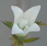 フタバムグラの花