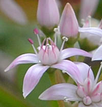 フチベニベンケイの花