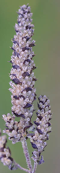 フトボナギナタコウジュの花穂