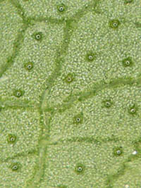 フトボナギナタコウジュ葉裏の腺点