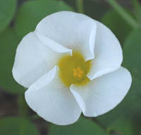 フヨウカタバミ白花