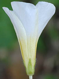 フヨウカタバミ白花萼