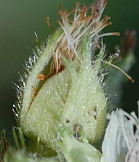 フユイチゴの萼の長毛