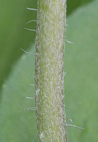 ヒャクニチソウの茎