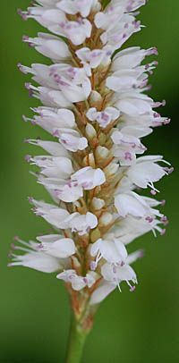 イブキトラノオ Bistorta Officinalis Subsp Japonica タデ科 Polygonaceae イブキトラノオ属 三河の 植物観察