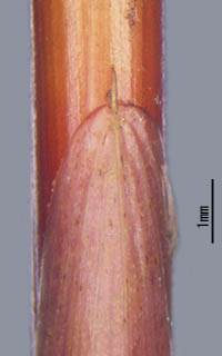 イグサ茎の基部の葉鞘
