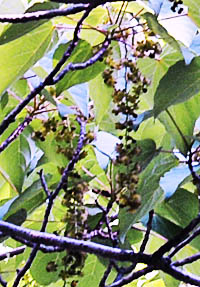 イイギリ Idesia Polycarpa ヤナギ科 Salicaceae イイギリ属 三河の植物観察