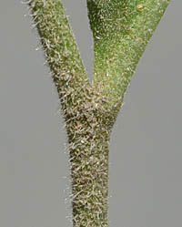 イナカギクの茎と葉基部