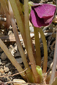 インカカタバミ茎