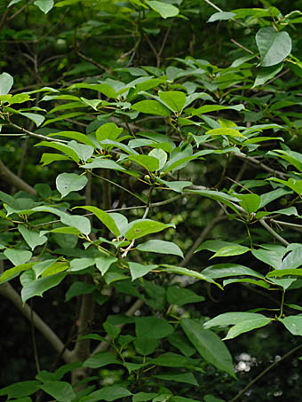 イヌビワ Ficus Erecta クワ科 Moraceae イチジク属 三河の植物観察