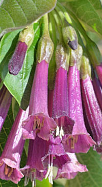 イオクロマ・キアネウムの花