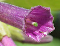 イオクロマ・キアネウムの花2