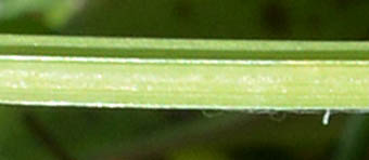 アイリス・ツベロサの茎葉