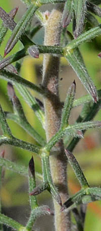 イソポゴン・フォルモサスの茎