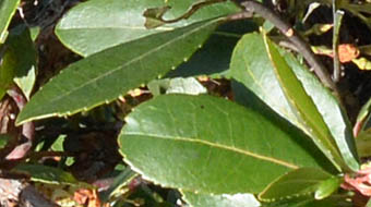 イチゴノキ Arbutus Unedo ツツジ科 Ericaceae イチゴノキ属 三河の植物観察