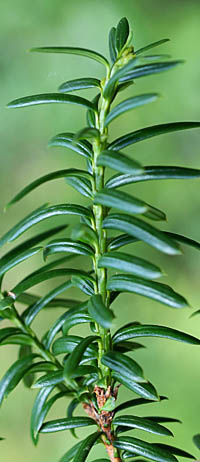 イチイ Taxus Cuspidata イチイ科 Cupressaceae イチイ属 三河の植物観察