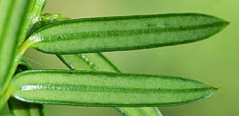 イチイ Taxus Cuspidata イチイ科 Cupressaceae イチイ属 三河の植物観察