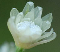イトイヌノヒゲ頭花