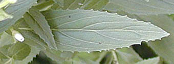 イワアカバナの葉