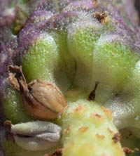 イワダレソウの苞と果実