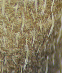 イワダレソウ葉の丁字状の剛毛