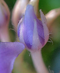 イワタバコ Conandron ramondioides イワタバコ科 Gesneriaceae