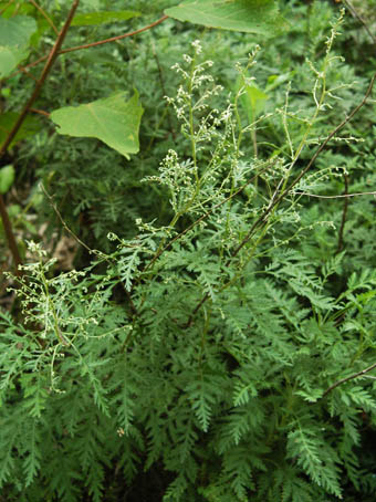 イワヨモギ Artemisia Gmelini Var Gmelini キク科 Asteraceae ヨモギ属 三河の植物観察