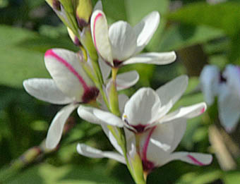 イキシア Ixia Sp アヤメ科 Iridaceae イキシア属 三河の植物観察