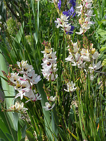 イキシア Ixia Sp アヤメ科 Iridaceae イキシア属 三河の植物観察