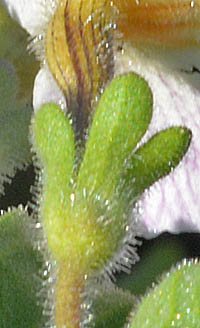 ジャメスブリテニア・アラビアンナイトの萼