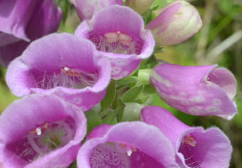 ジギタリス花の内部