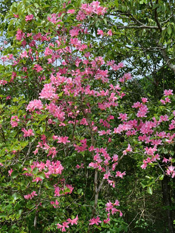ジングウツツジ Rhododendron sanctumツツジ科 Ericaceae ツツジ属