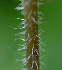 ジンジソウの茎