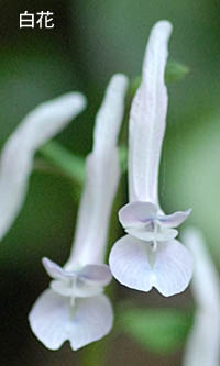 ジロボウエンゴサクの白花