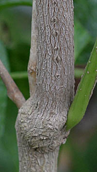 ジャスティシア・ブラジリアナの茎