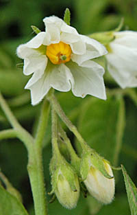 ジャガイモ Solanum Tuberosum ナス科 Solanaceae ナス属 三河の植物観察