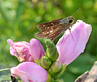 ジャコウソウモドキ花と蝶
