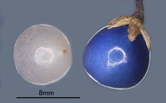 ジャノヒゲ種子と胚乳
