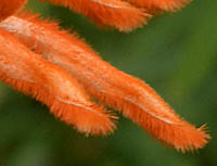 カエンキセワタ花の毛