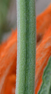 カエンキセワタの茎