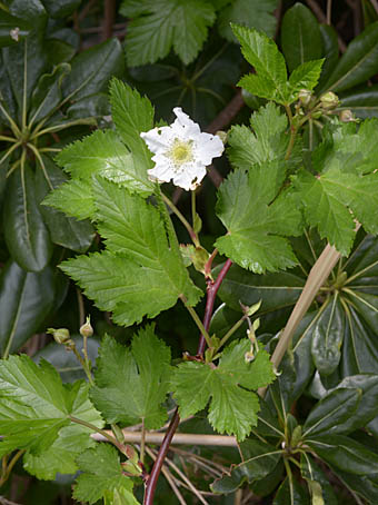 カジイチゴ Rubus Trifidus バラ科 Rosaceae キイチゴ属 三河の植物観察