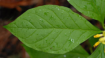 カキノハグサ葉