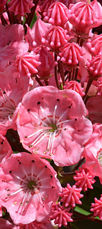 カルミア Kalmia Latifolia ツツジ科 Ericaceae カルミア属 三河の植物観察